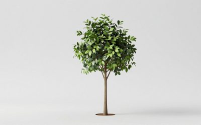 Best Plant Stands for Every Room and Plant Size